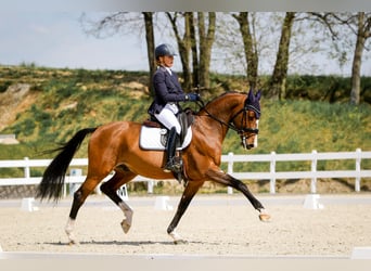 Holsteiner, Ruin, 15 Jaar, 163 cm, Bruin