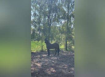 Holsteiner, Ruin, 16 Jaar, 168 cm, Bruin