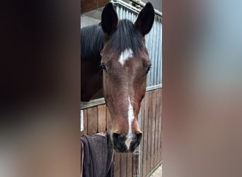 Holsteiner, Ruin, 16 Jaar, 173 cm, Bruin