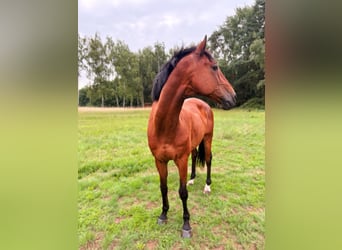 Holsteiner, Ruin, 17 Jaar, 162 cm, Bruin