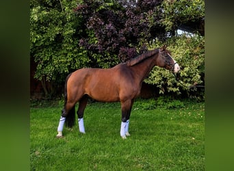 Holsteiner, Ruin, 17 Jaar, 164 cm, Bruin