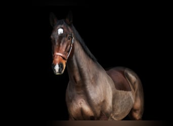 Holsteiner, Ruin, 17 Jaar, 173 cm