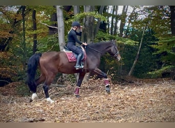 Holsteiner, Ruin, 17 Jaar, 180 cm, Bruin
