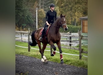 Holsteiner, Ruin, 17 Jaar, 180 cm, Bruin