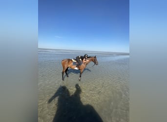 Holsteiner, Ruin, 17 Jaar, Bruin