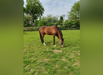 Holsteiner, Ruin, 18 Jaar, 168 cm, Bruin