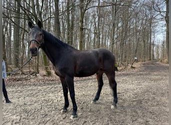 Holsteiner, Ruin, 18 Jaar, 174 cm, Donkerbruin
