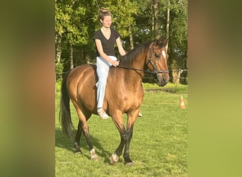 Holsteiner, Ruin, 21 Jaar, 170 cm, Bruin