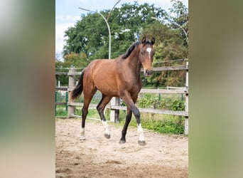 Holsteiner, Ruin, 2 Jaar, 163 cm, Bruin