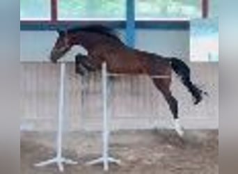Holsteiner, Ruin, 2 Jaar, 169 cm, Bruin