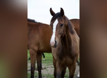 Holsteiner, Ruin, 2 Jaar, Bruin