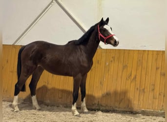 Holsteiner, Ruin, 2 Jaar, Bruin