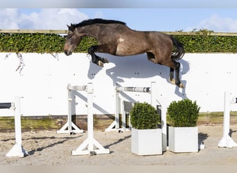 Holsteiner, Ruin, 3 Jaar, 160 cm, Schimmel