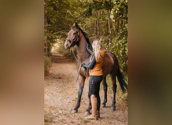 Holsteiner, Ruin, 3 Jaar, 165 cm, Bruin