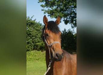 Holsteiner, Ruin, 3 Jaar, 165 cm, Bruin