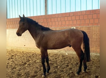 Holsteiner, Ruin, 3 Jaar, 165 cm, Bruin
