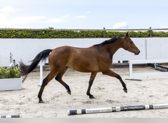 Holsteiner, Ruin, 3 Jaar, 165 cm, Bruin