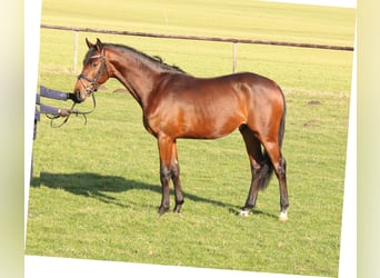 Holsteiner, Ruin, 3 Jaar, 167 cm, Bruin