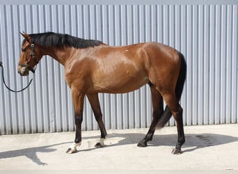 Holsteiner, Ruin, 3 Jaar, 168 cm, Brauner
