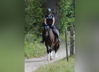 Holsteiner, Ruin, 3 Jaar, 168 cm, Bruin