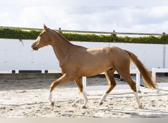 Holsteiner, Ruin, 3 Jaar, 171 cm, Vos