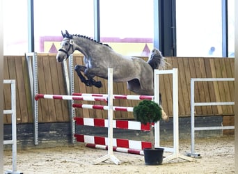 Holsteiner, Ruin, 3 Jaar, 180 cm, kan schimmel zijn
