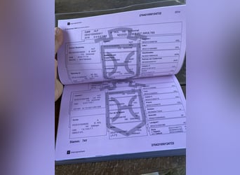 Holsteiner, Ruin, 3 Jaar, Bruin