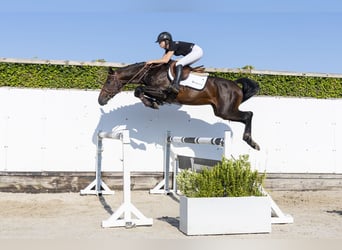 Holsteiner, Ruin, 4 Jaar, 163 cm, Bruin
