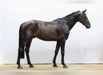 Holsteiner, Ruin, 4 Jaar, 163 cm, Bruin