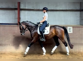 Holsteiner, Ruin, 4 Jaar, 165 cm, Bruin