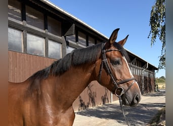 Holsteiner, Ruin, 4 Jaar, 165 cm, Bruin