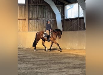 Holsteiner, Ruin, 4 Jaar, 166 cm, Bruin