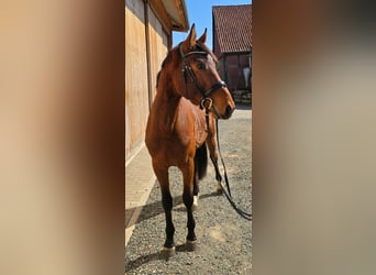 Holsteiner, Ruin, 4 Jaar, 166 cm, Bruin