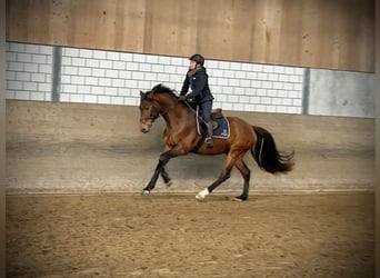 Holsteiner, Ruin, 4 Jaar, 167 cm, Bruin