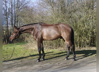 Holsteiner, Ruin, 4 Jaar, 169 cm, Bruin