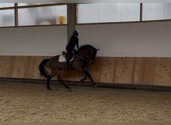 Holsteiner, Ruin, 4 Jaar, 169 cm, Bruin