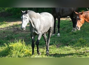 Holsteiner Mix, Ruin, 4 Jaar, 169 cm, Schimmel