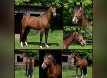 Holsteiner, Ruin, 4 Jaar, 170 cm, Bruin