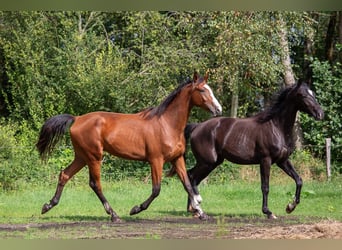 Holsteiner, Ruin, 4 Jaar, 170 cm, Bruin