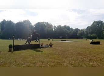 Holsteiner, Ruin, 4 Jaar, 170 cm, Bruin