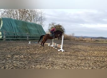 Holsteiner, Ruin, 4 Jaar, 170 cm, Bruin