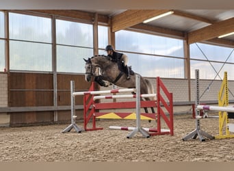 Holsteiner, Ruin, 4 Jaar, 170 cm, Schimmel