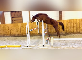 Holsteiner, Ruin, 4 Jaar, 170 cm, Vos