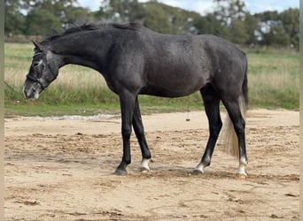 Holsteiner, Ruin, 4 Jaar, 170 cm, Zwartschimmel