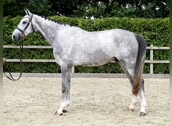 Holsteiner, Ruin, 4 Jaar, 172 cm, Schimmel