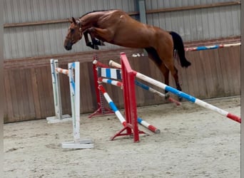 Holsteiner, Ruin, 4 Jaar, Bruin