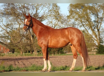 Holsteiner, Ruin, 5 Jaar, 163 cm, Vos