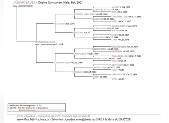 Holsteiner Mix, Ruin, 5 Jaar, 164 cm