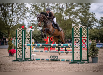 Holsteiner, Ruin, 5 Jaar, 165 cm, Bruin