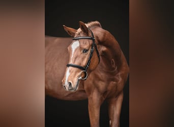 Holsteiner, Ruin, 5 Jaar, 165 cm, Donkere-vos